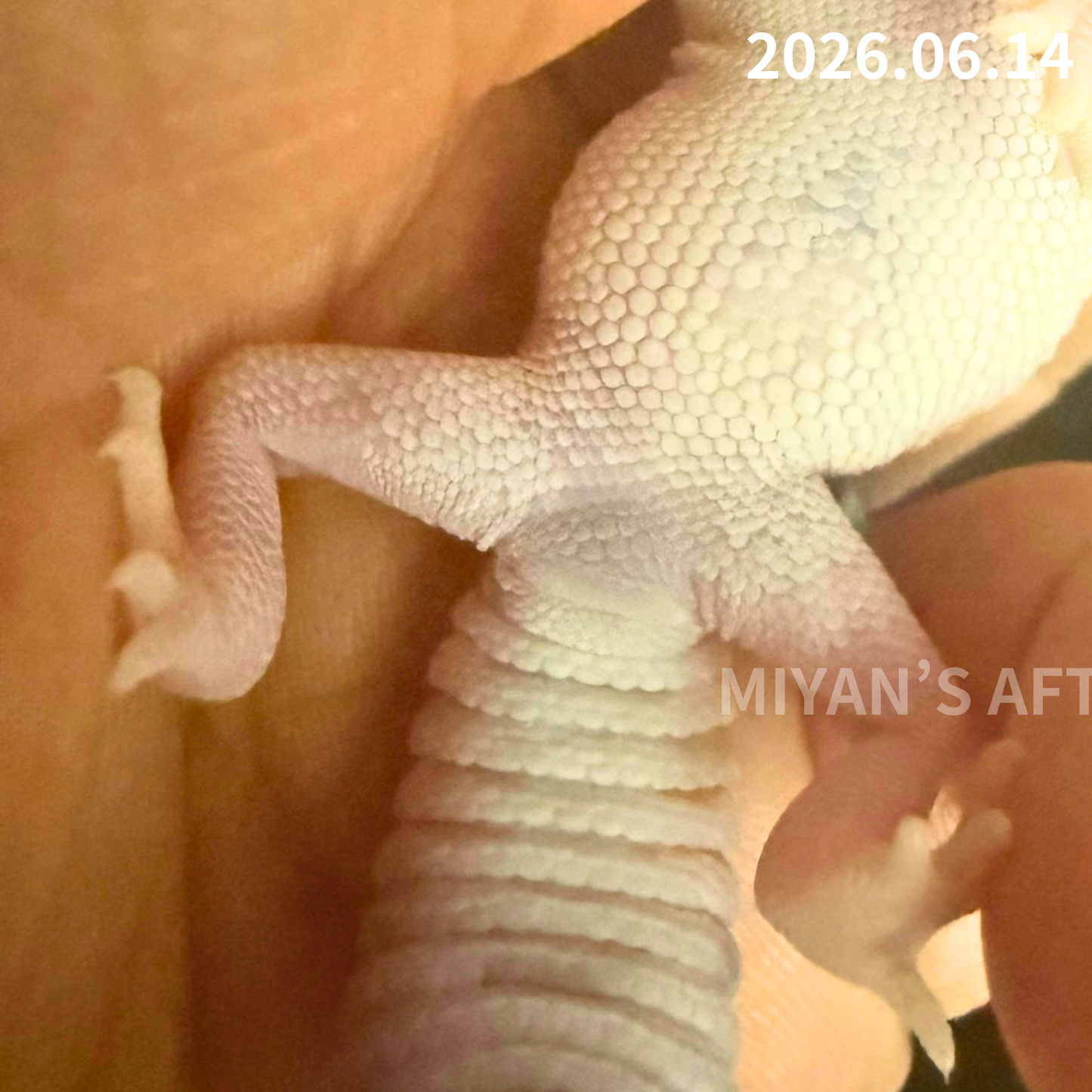 MA-0089　ホワイトアウトアメル hetパターンレス 66%オレオ　♀