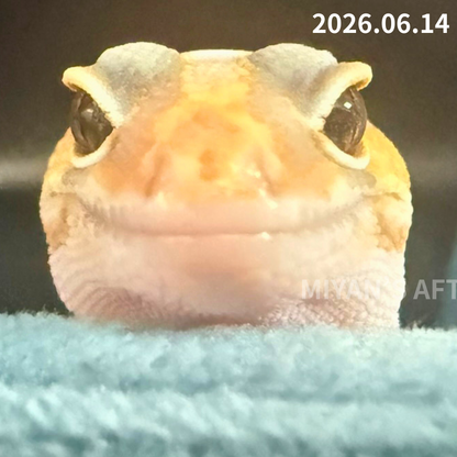 MA-0089　ホワイトアウトアメル hetパターンレス 66%オレオ　♀