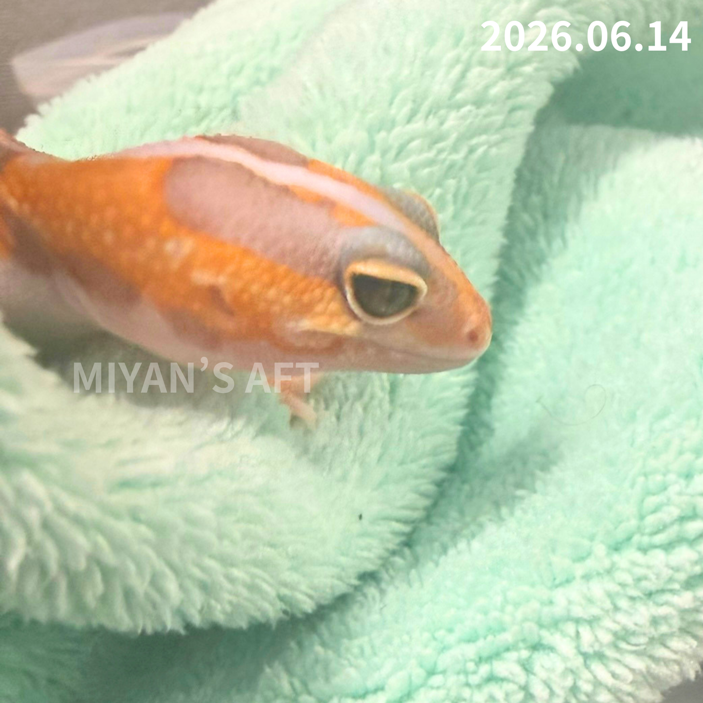 MA-0089　ホワイトアウトアメル hetパターンレス 66%オレオ　♀