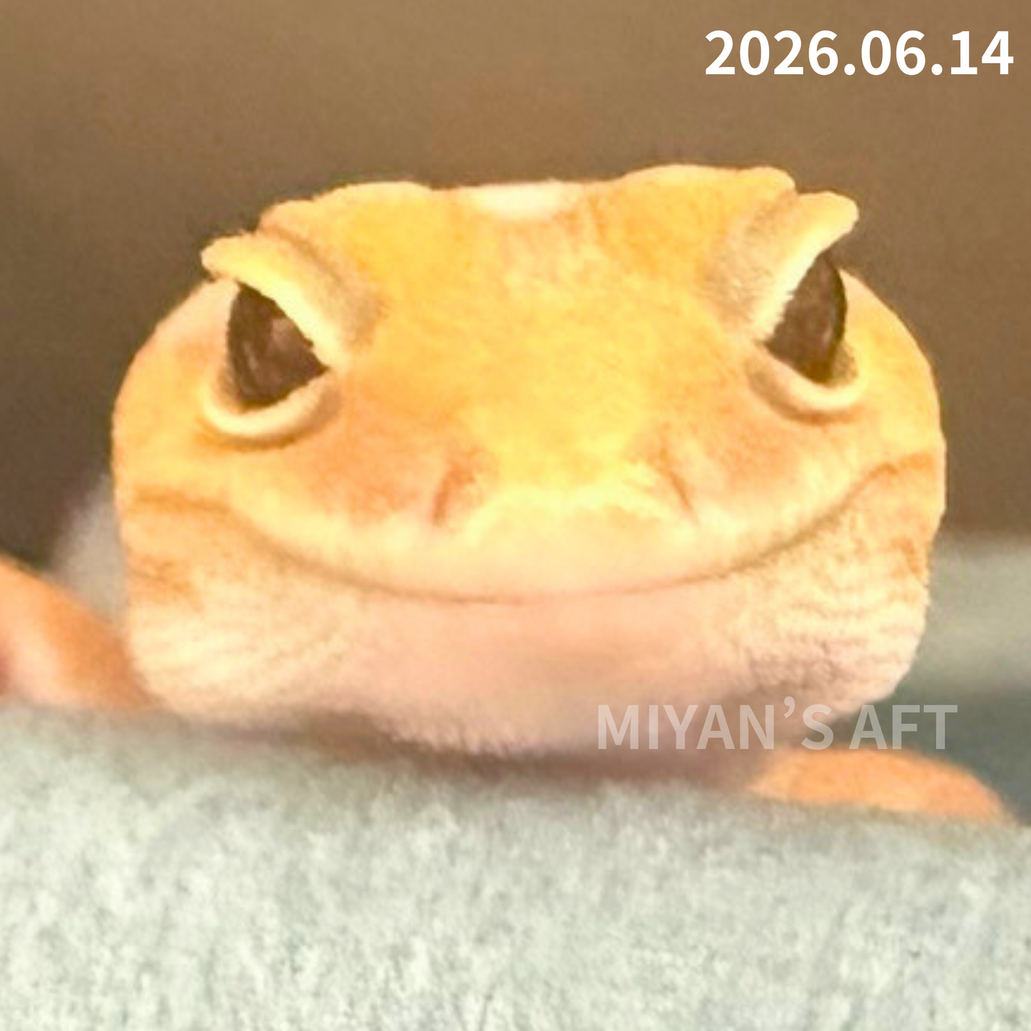 MA-0090　アメル hetキャラメルパターンレス 50%オレオ　♂