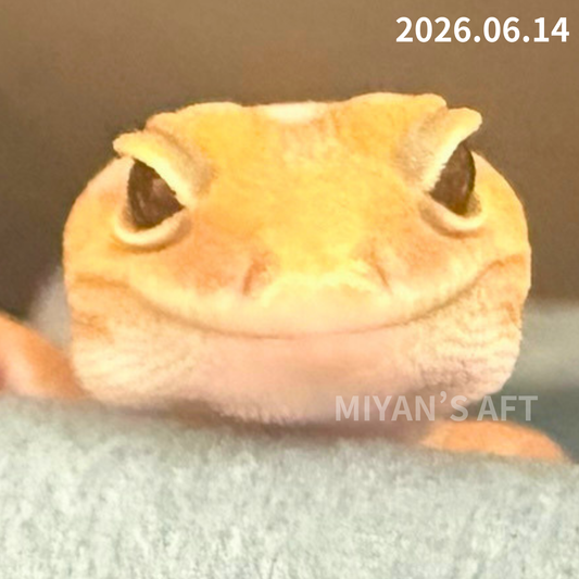 MA-0090　アメル hetキャラメルパターンレス 50%オレオ　♂