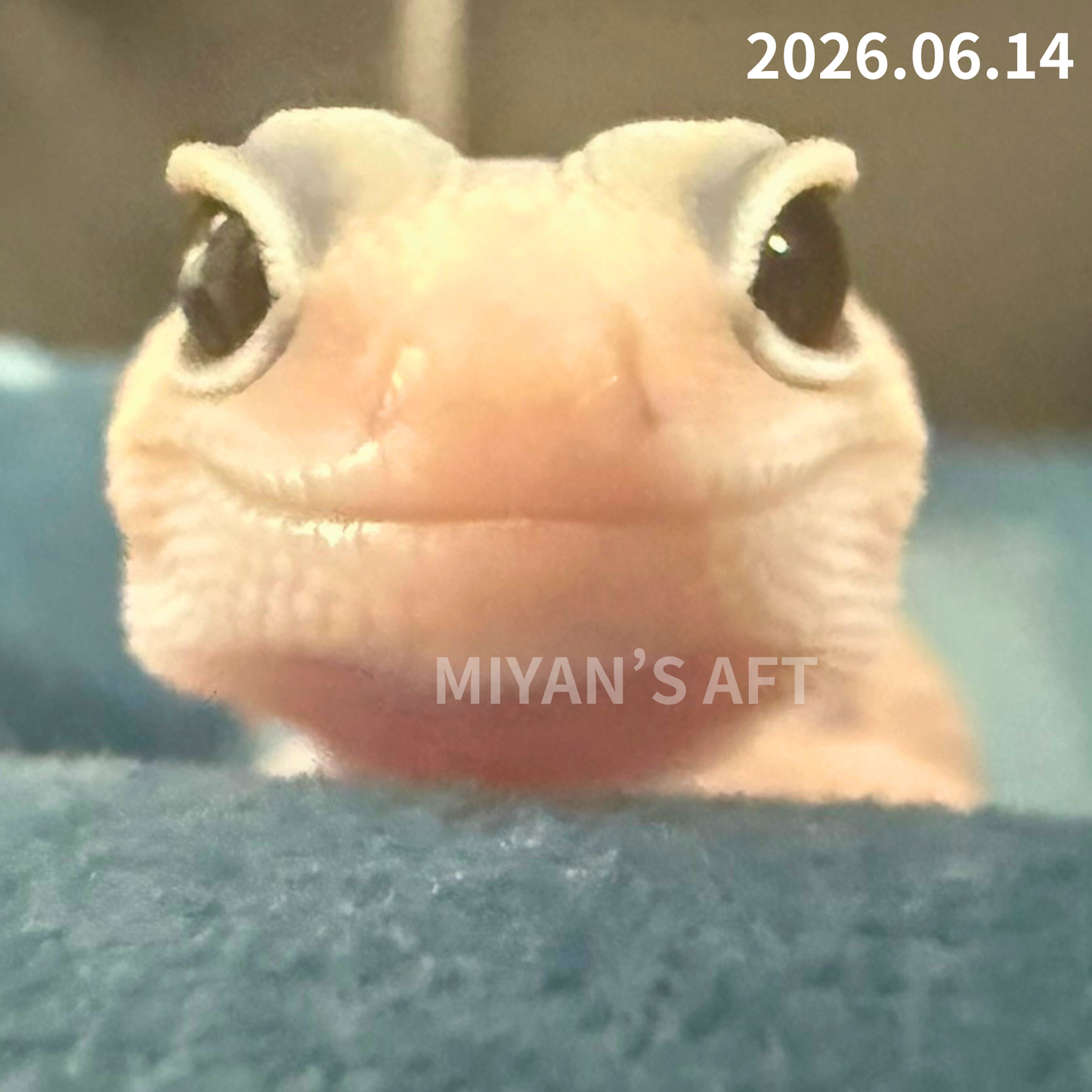 MA-0087　キャラメル het アメル ズールー 66%オレオ　♂