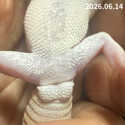 MA-0090　アメル hetキャラメルパターンレス 50%オレオ　♂