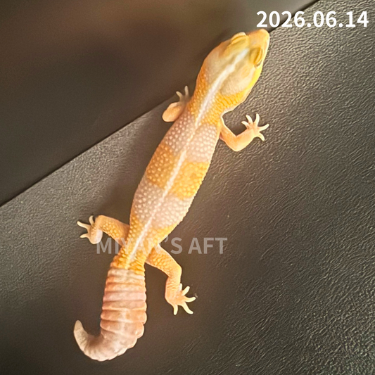 MA-0090　アメル hetキャラメルパターンレス 50%オレオ　♂