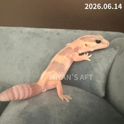MA-0087　キャラメル het アメル ズールー 66%オレオ　♂