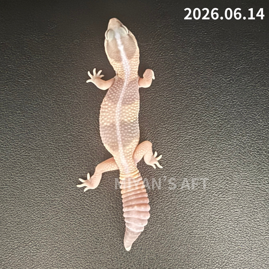 MA-0087　キャラメル het アメル ズールー 66%オレオ　♂