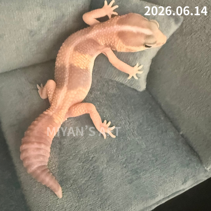 MA-0087　キャラメル het アメル ズールー 66%オレオ　♂