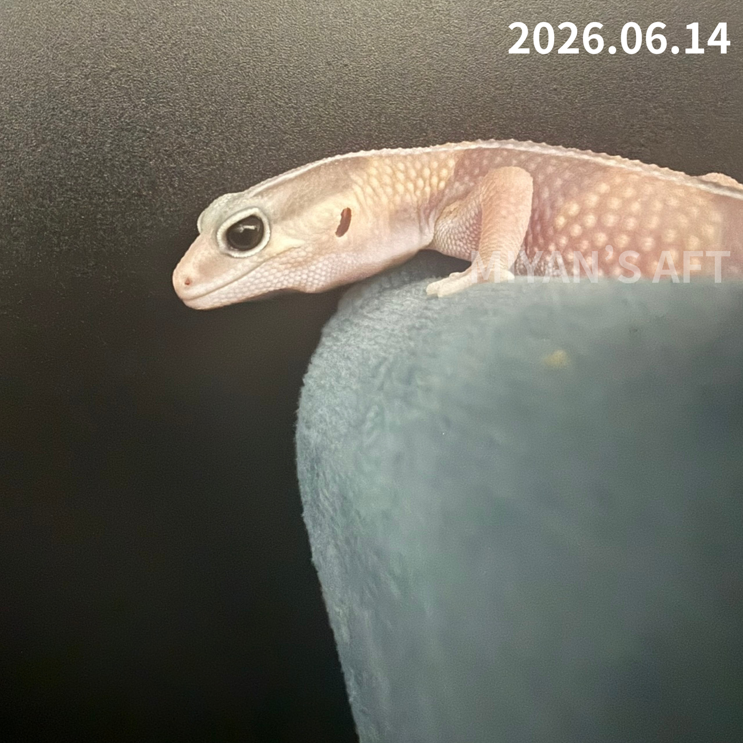 MA-0087　キャラメル het アメル ズールー 66%オレオ　♂