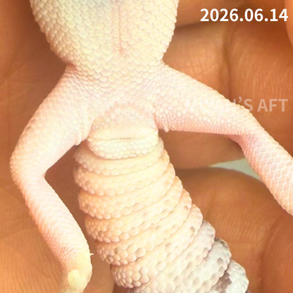 MA-0088　ノーマル hetアメルズールー　♂
