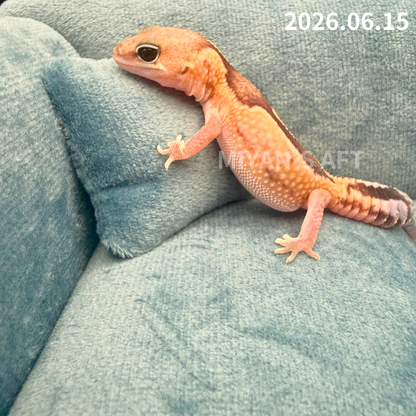 MA-0104　ズールー het 66%アメル ゴースト　♀