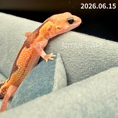 MA-0104　ズールー het 66%アメル ゴースト　♀