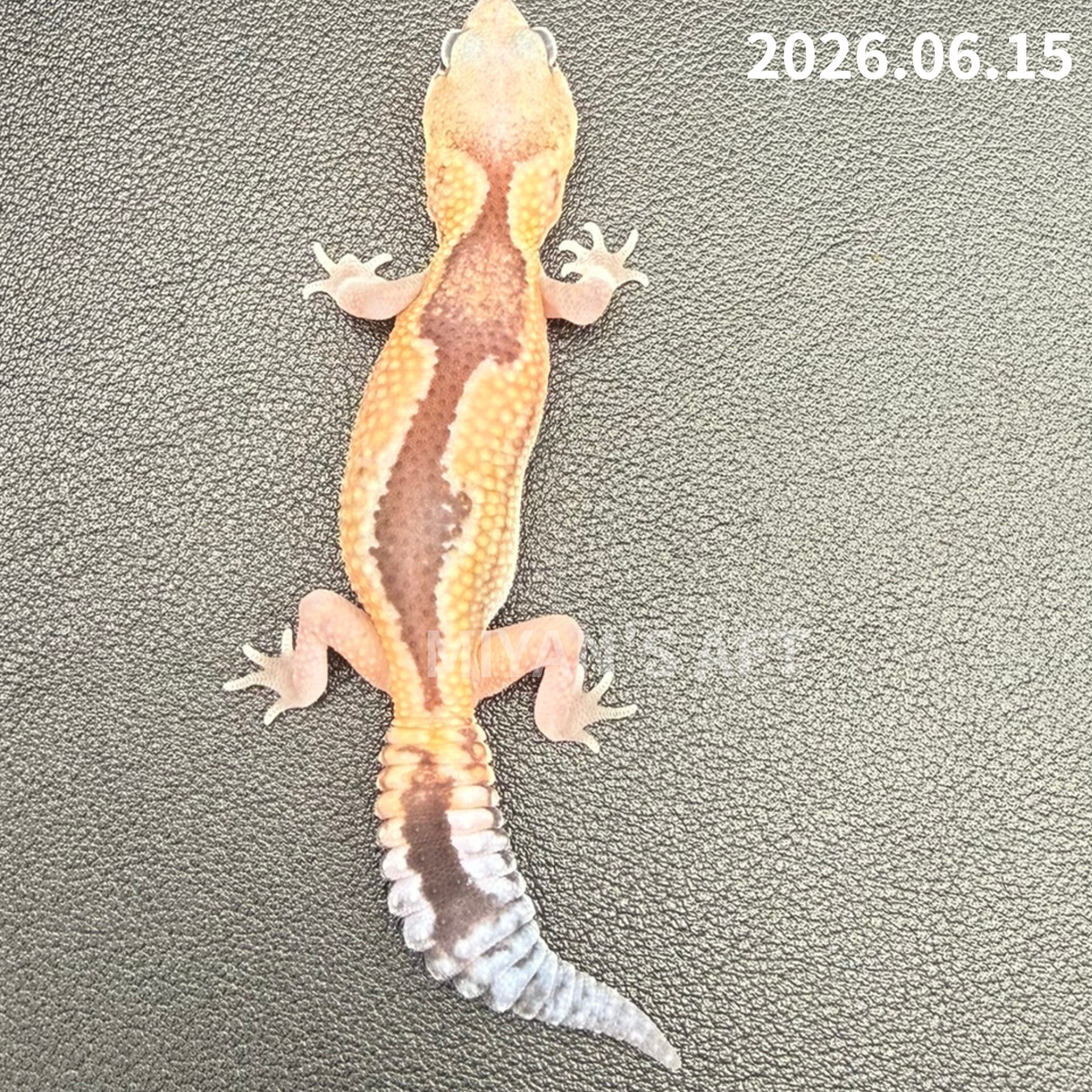 MA-0104　ズールー het 66%アメル ゴースト　♀
