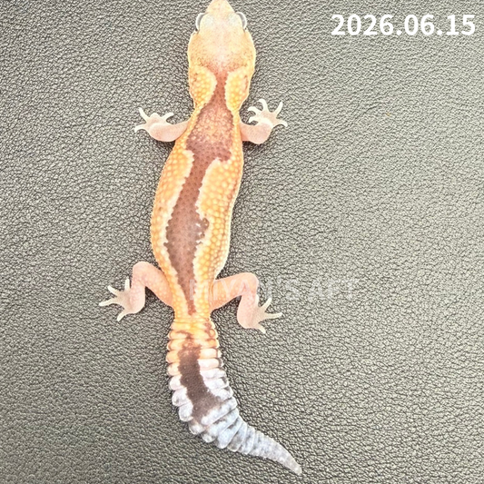 MA-0104　ズールー het 66%アメル ゴースト　♀