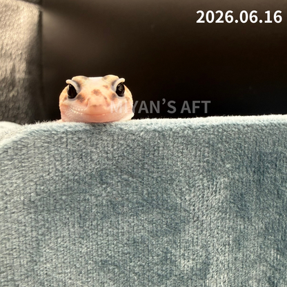 MA-0075　ホワイトアウトパターンレス hetアメル 66%キャラメル　♂