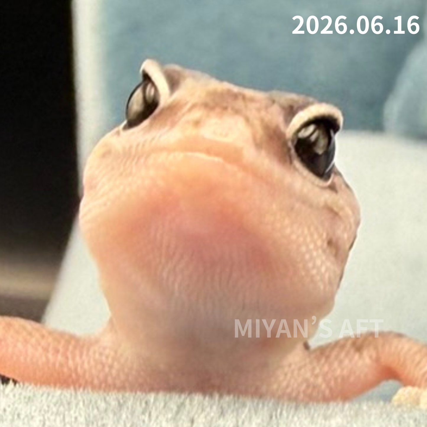 MA-0071　オレオ het キャラメル ズールー パターンレス　♂