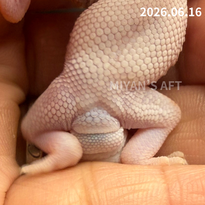 MA-0072　アメル　♂