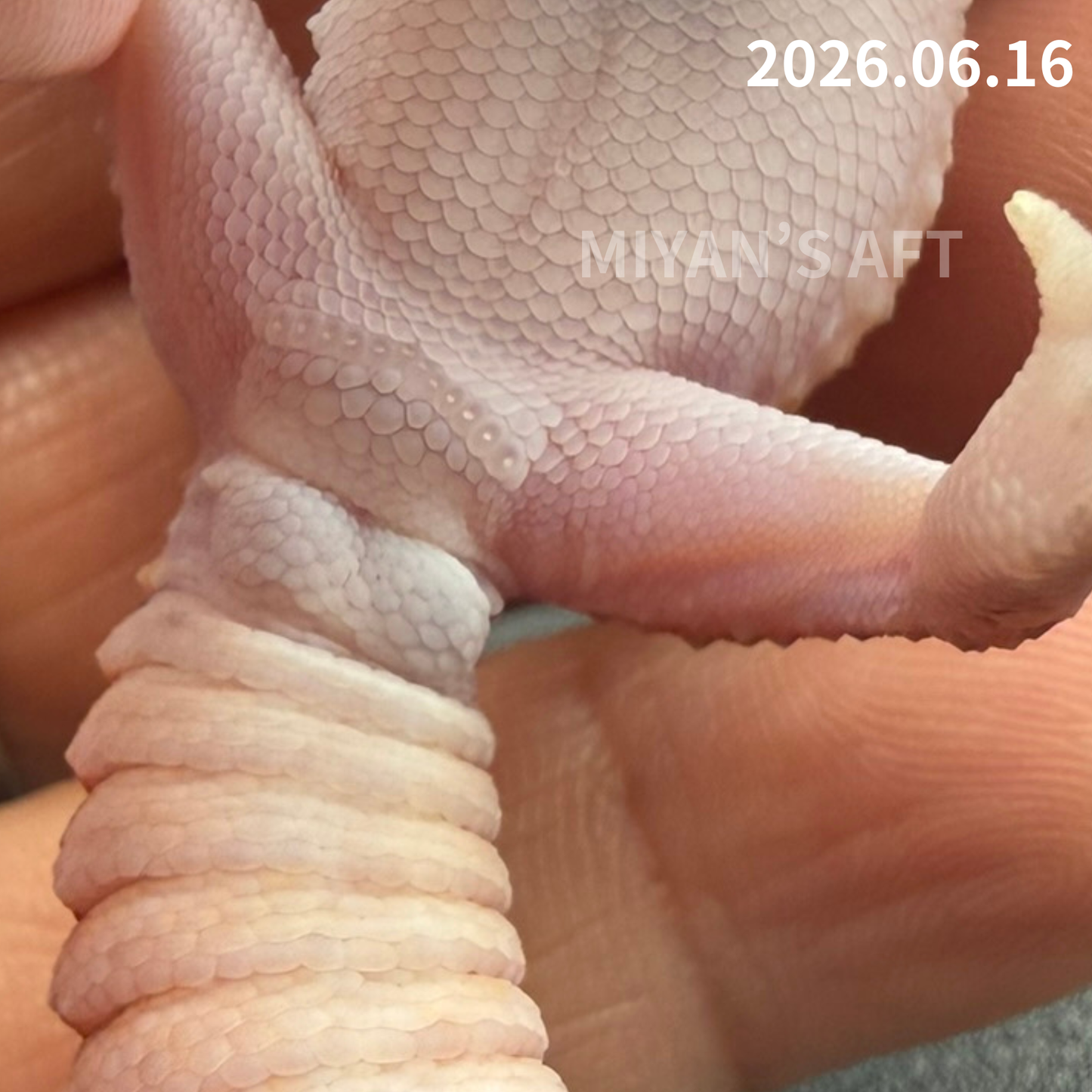 MA-0074　ホワイトアウトパターンレス hetアメル 66%オレオキャラメル　♂