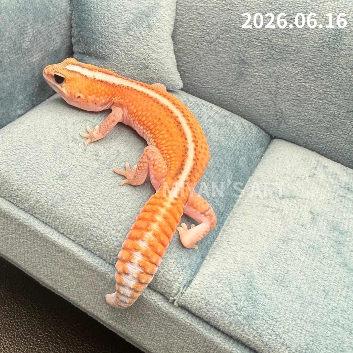 MA-0074　ホワイトアウトパターンレス hetアメル 66%オレオキャラメル　♂