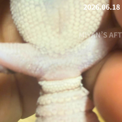 MA-0064　ホワイトアウトオレオ hetゴーストズールー　♀