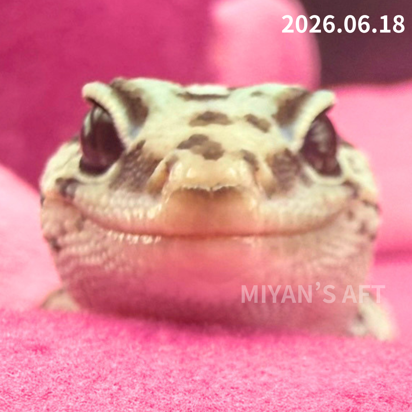 MA-0064　ホワイトアウトオレオ hetゴーストズールー　♀