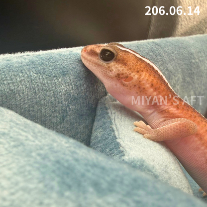 MA-0085　パターンレス hetアメル 66%キャラメル　♂