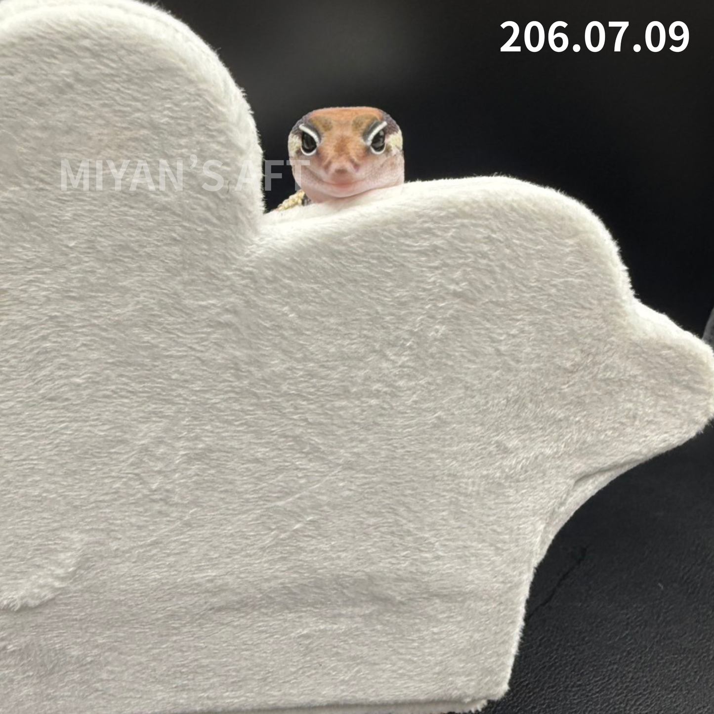 MA-0086　ノーマル het アメル キャラメル　♀