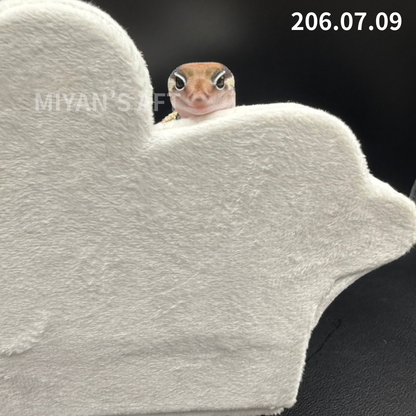 MA-0086　ノーマル het アメル キャラメル　♀