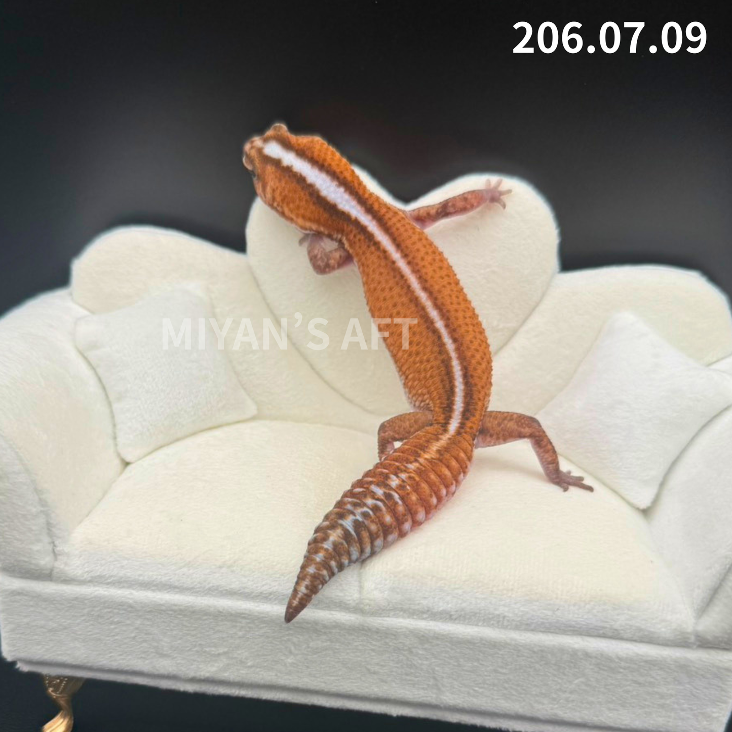 MA-0060 パターンレス hetアメルキャラメル　♀