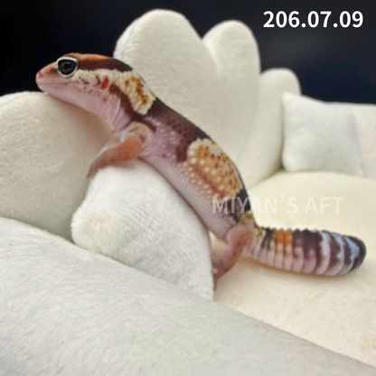 MA-0086　ノーマル het アメル キャラメル　♀