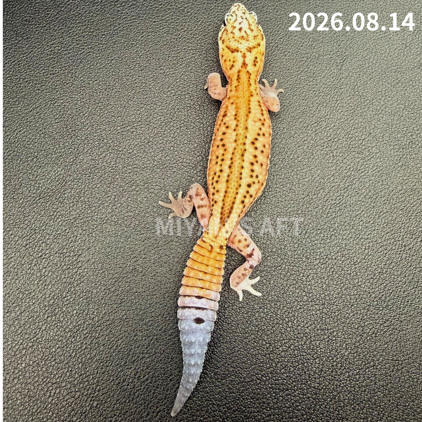 MA-0113　ホワイトアウト パターンレス het アメルオレオ　♀