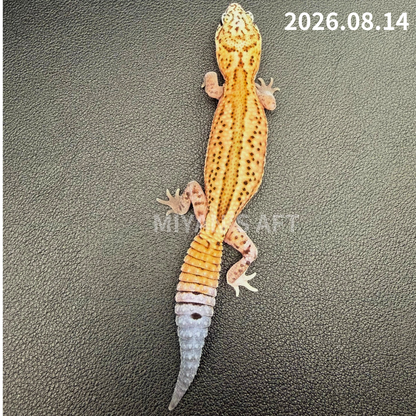 MA-0113　ホワイトアウト パターンレス het アメルオレオ　♀