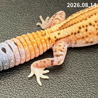 MA-0113　ホワイトアウト パターンレス het アメルオレオ　♀