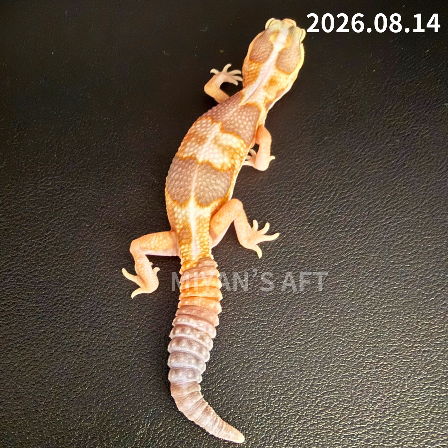 MA-0114　ホワイトアウト アメル het キャラメル　♀