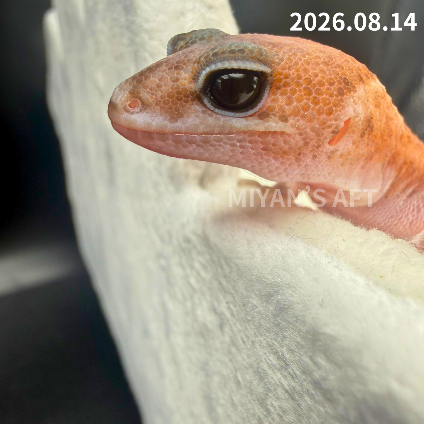 MA-0110　パターンレス het アメル　♀
