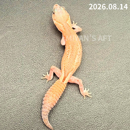 MA-0110　パターンレス het アメル　♀