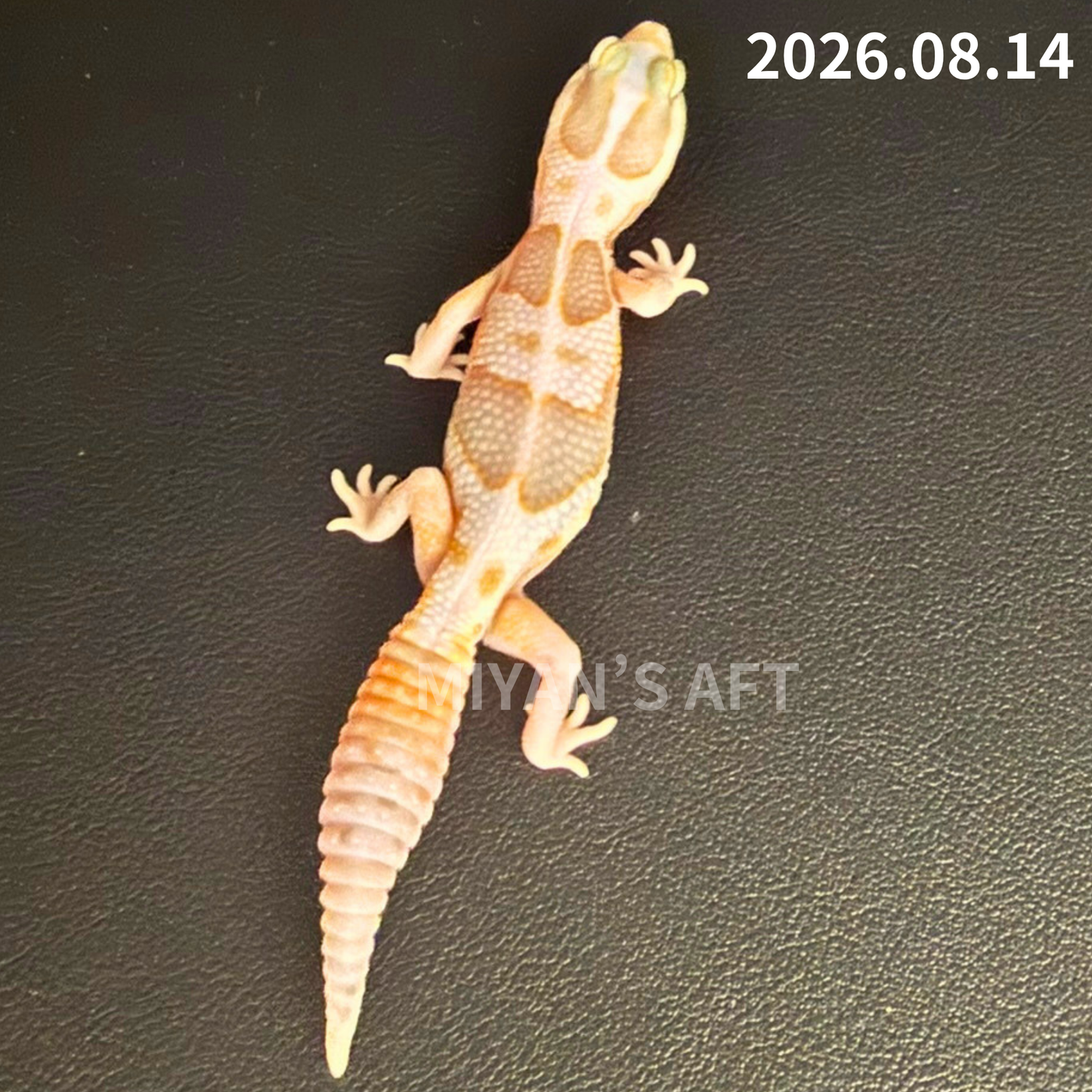 MA-0115　ホワイトアウト アメル het オレオパターンレス　♀