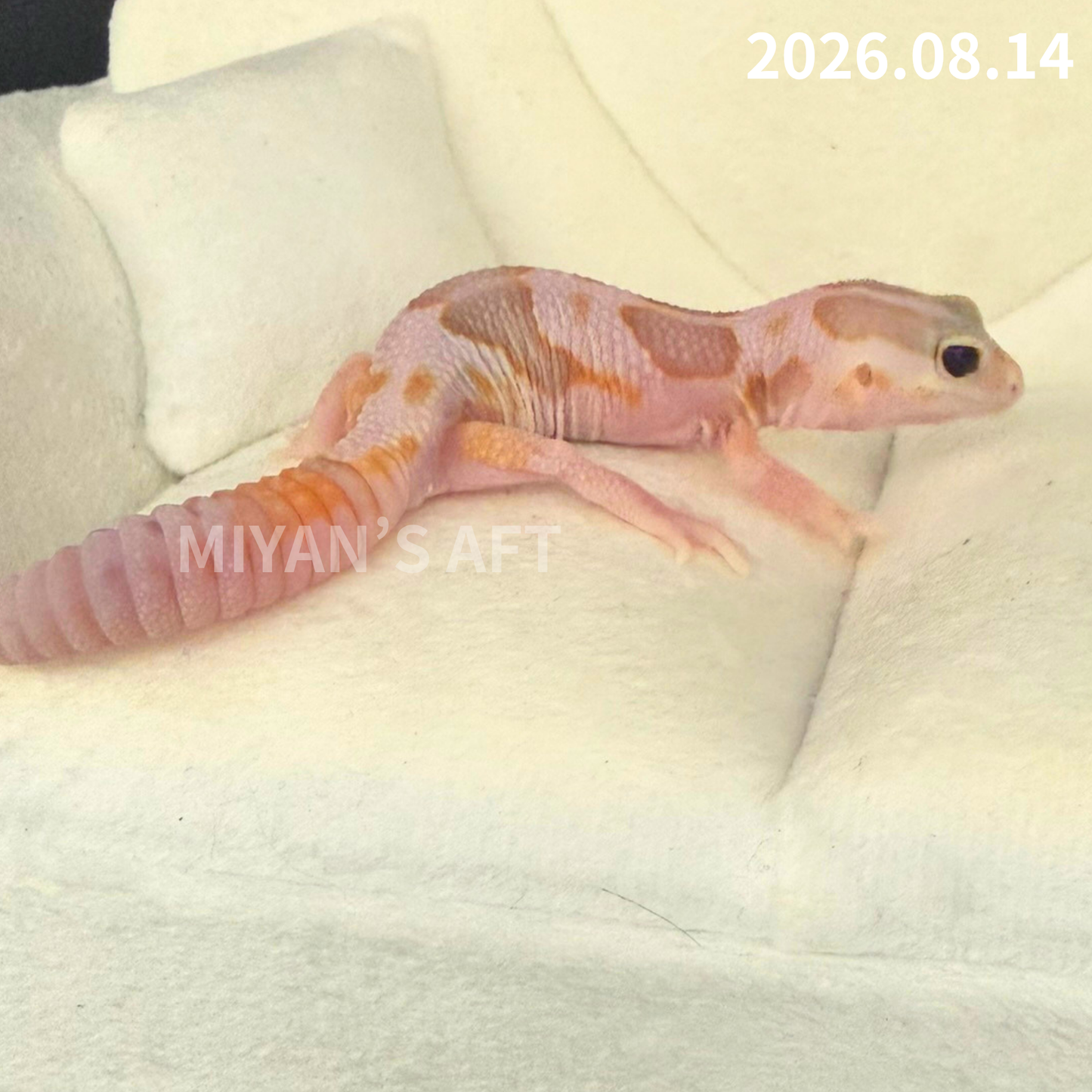MA-0115　ホワイトアウト アメル het オレオパターンレス　♀
