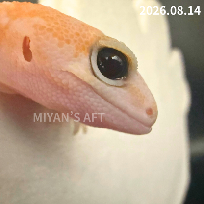 MA-0116　ホワイトアウト アメルパターンレス　♀