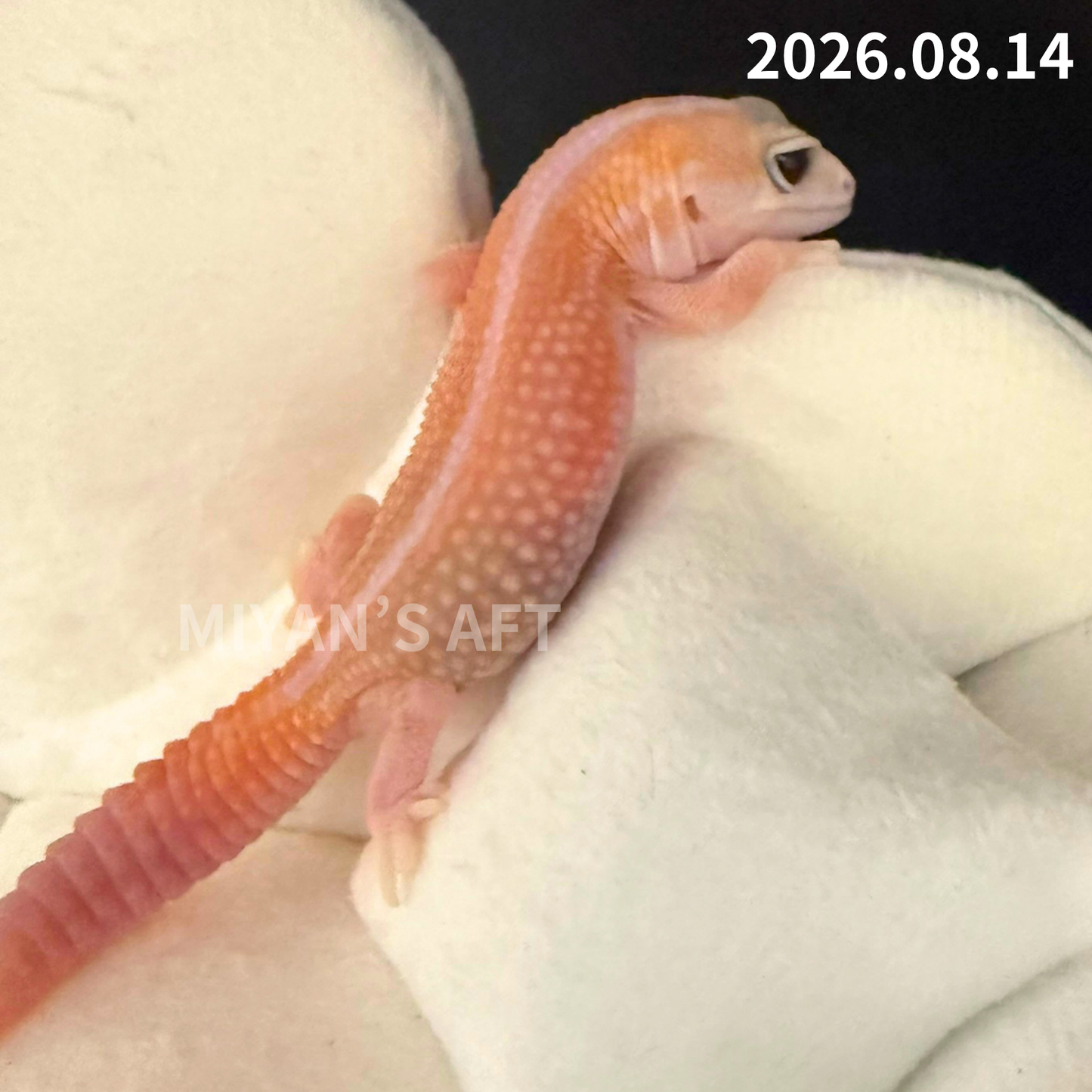 MA-0116　ホワイトアウト アメルパターンレス　♀