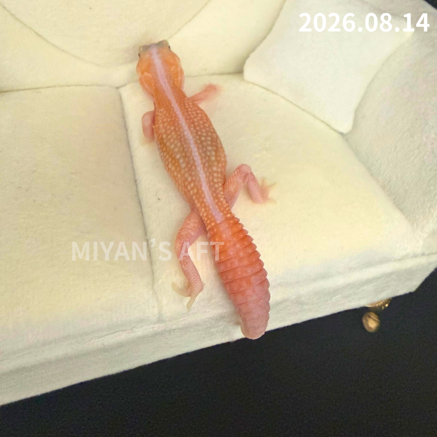 MA-0116　ホワイトアウト アメルパターンレス　♀