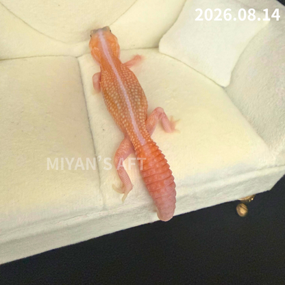 MA-0116　ホワイトアウト アメルパターンレス　♀
