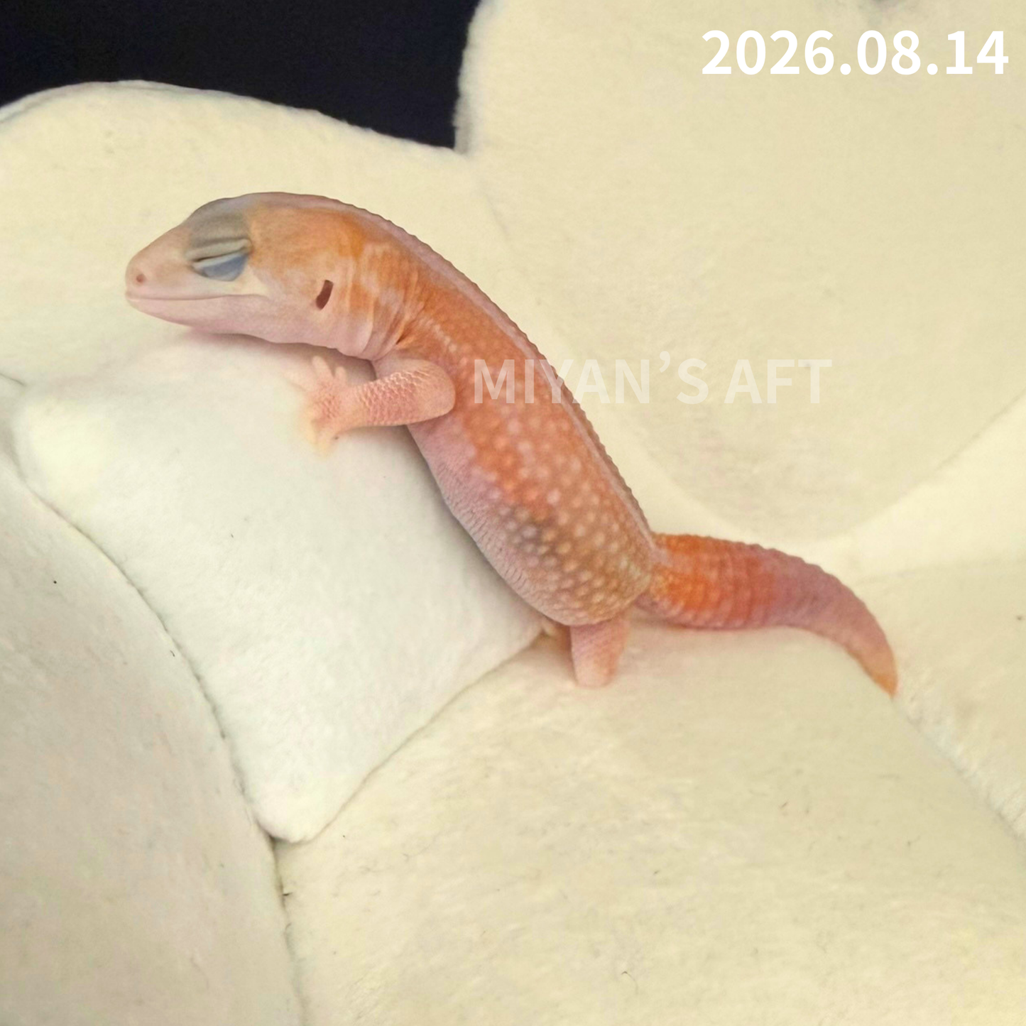 MA-0116　ホワイトアウト アメルパターンレス　♀