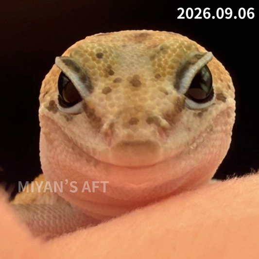 MA-0111　パターンレス het アメルオレオ　♀