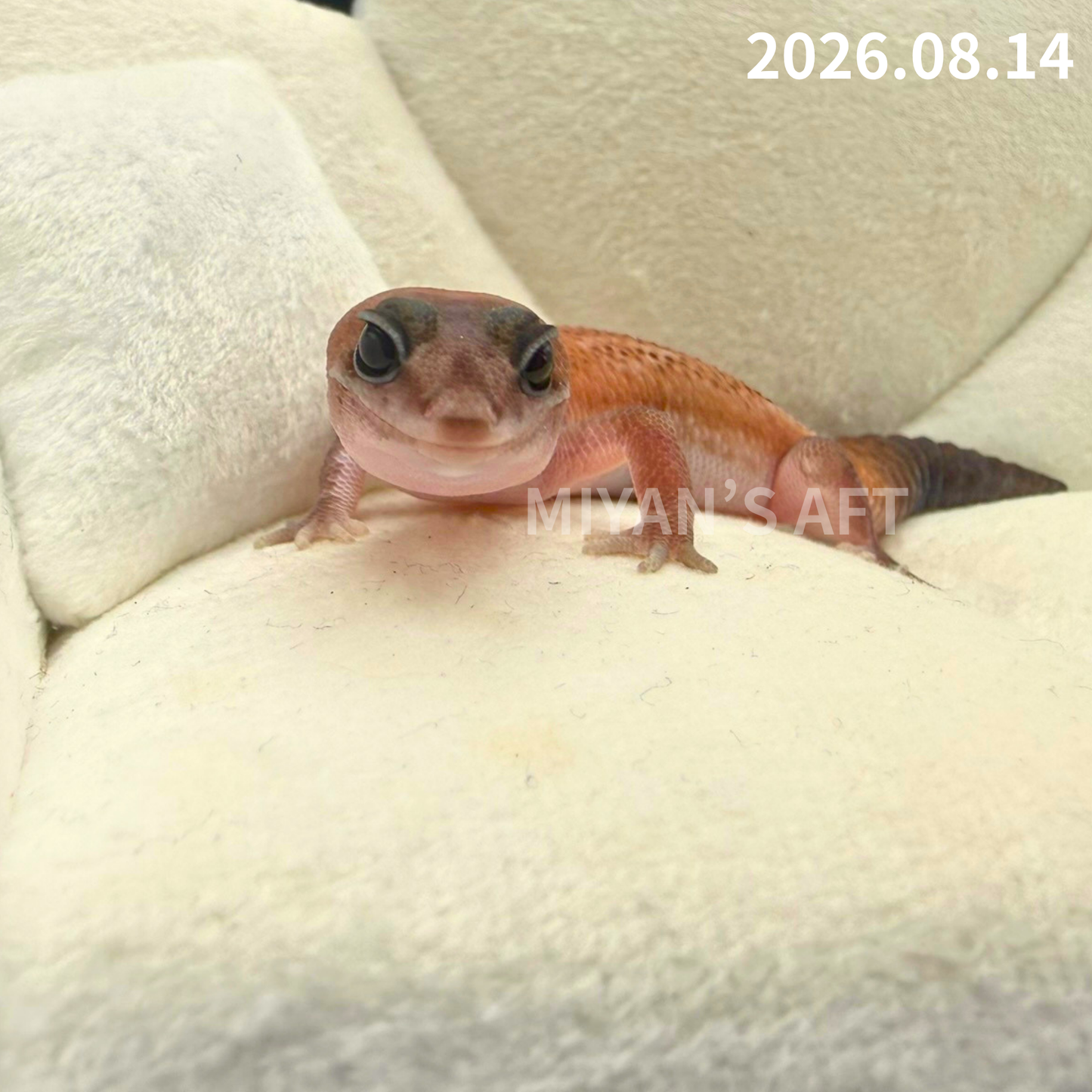 MA-0110　パターンレス het アメル　♀