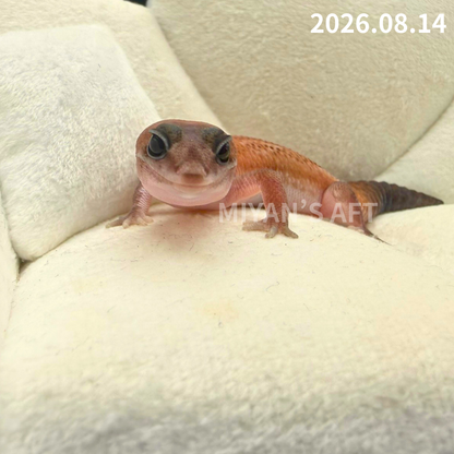 MA-0110　パターンレス het アメル　♀
