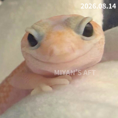 MA-0117　ホワイトアウト アメル パターンレス het オレオ　♀