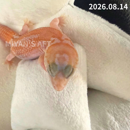 MA-0117　ホワイトアウト アメル パターンレス het オレオ　♀