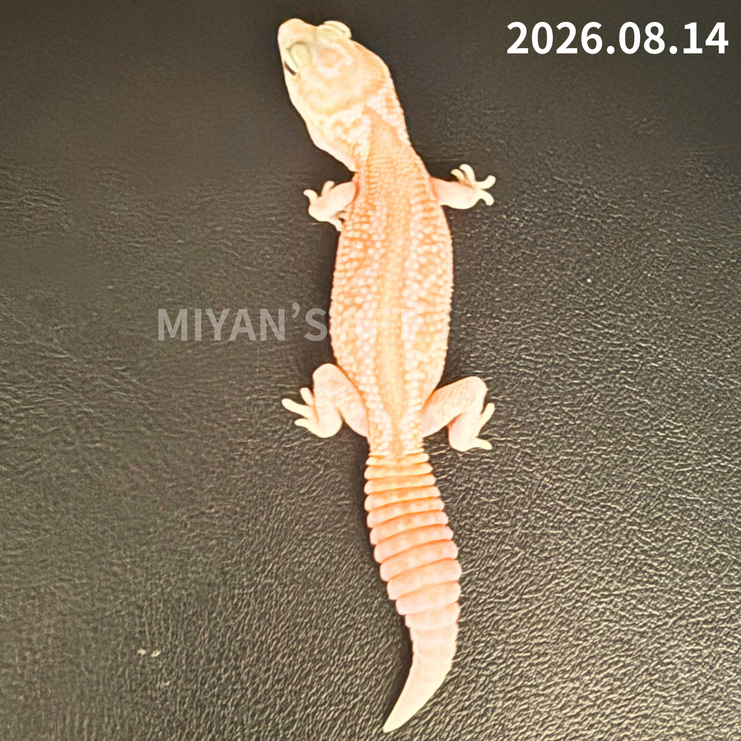MA-0117　ホワイトアウト アメル パターンレス het オレオ　♀