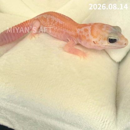 MA-0117　ホワイトアウト アメル パターンレス het オレオ　♀