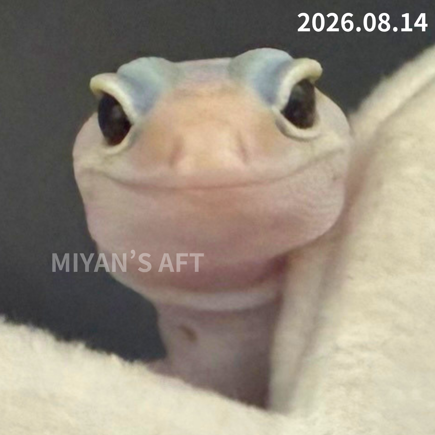 MA-0118　ホワイトアウト アメル オレオ het パターンレス　♀
